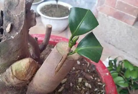 茶花的嫁接方法