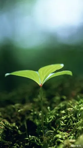 小清新系列壁纸手机壁纸小清新小清新图片唯美简约第134期