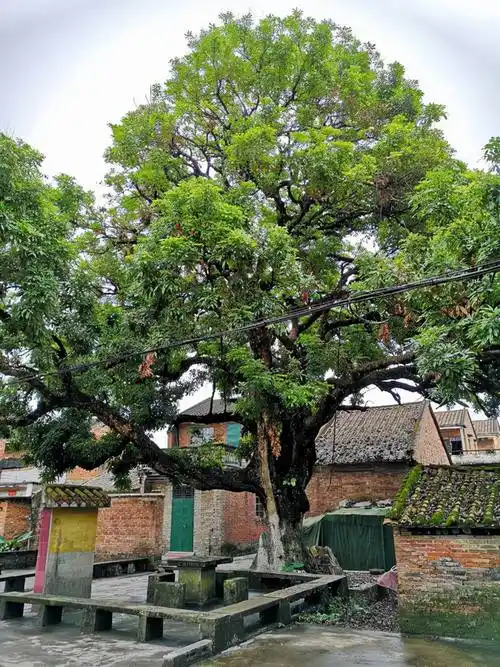 庭院设计|庭院里不能乱种树,这两种是大忌,而这三种越种越旺!
