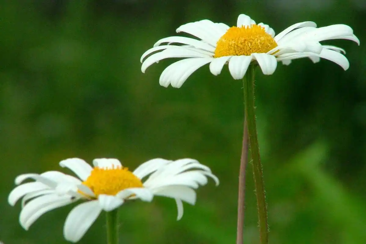 《金刚经》为什么以"金刚"为喻?