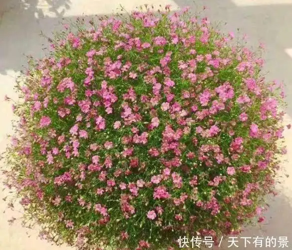 花期超长的几款花卉花大色艳花香易打理绚丽夺目