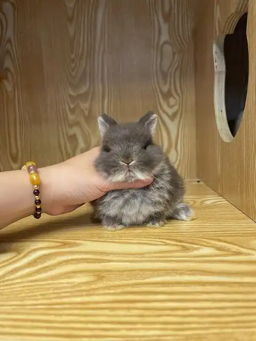 美国侏儒兔巧克力水獭