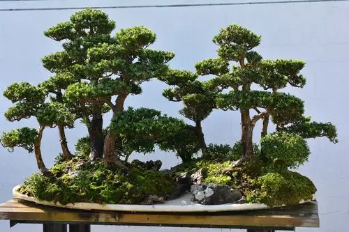 【盆景摄影图片】生态摄影_皇帝龙袍_太平洋电脑网摄影部落