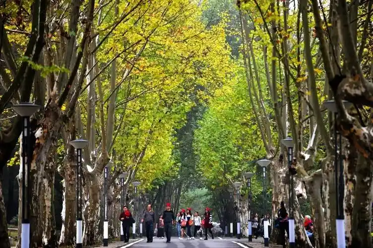 你喜欢的法桐回归第一行道树,武汉将建140条林荫道