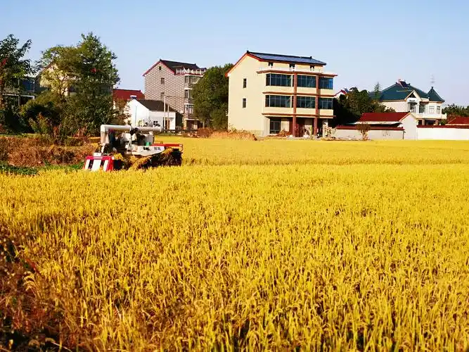 2020年11月5号,摄",金秋十月丰收的喜悦,《收割稻专辑》
