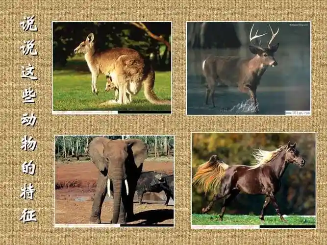 注意观察各种动物的外形特征和动态ppt