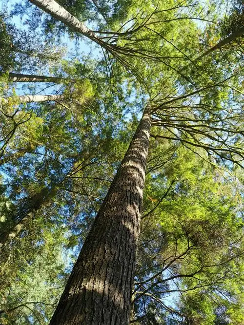 粗壮笔直的树杆直插蓝天.