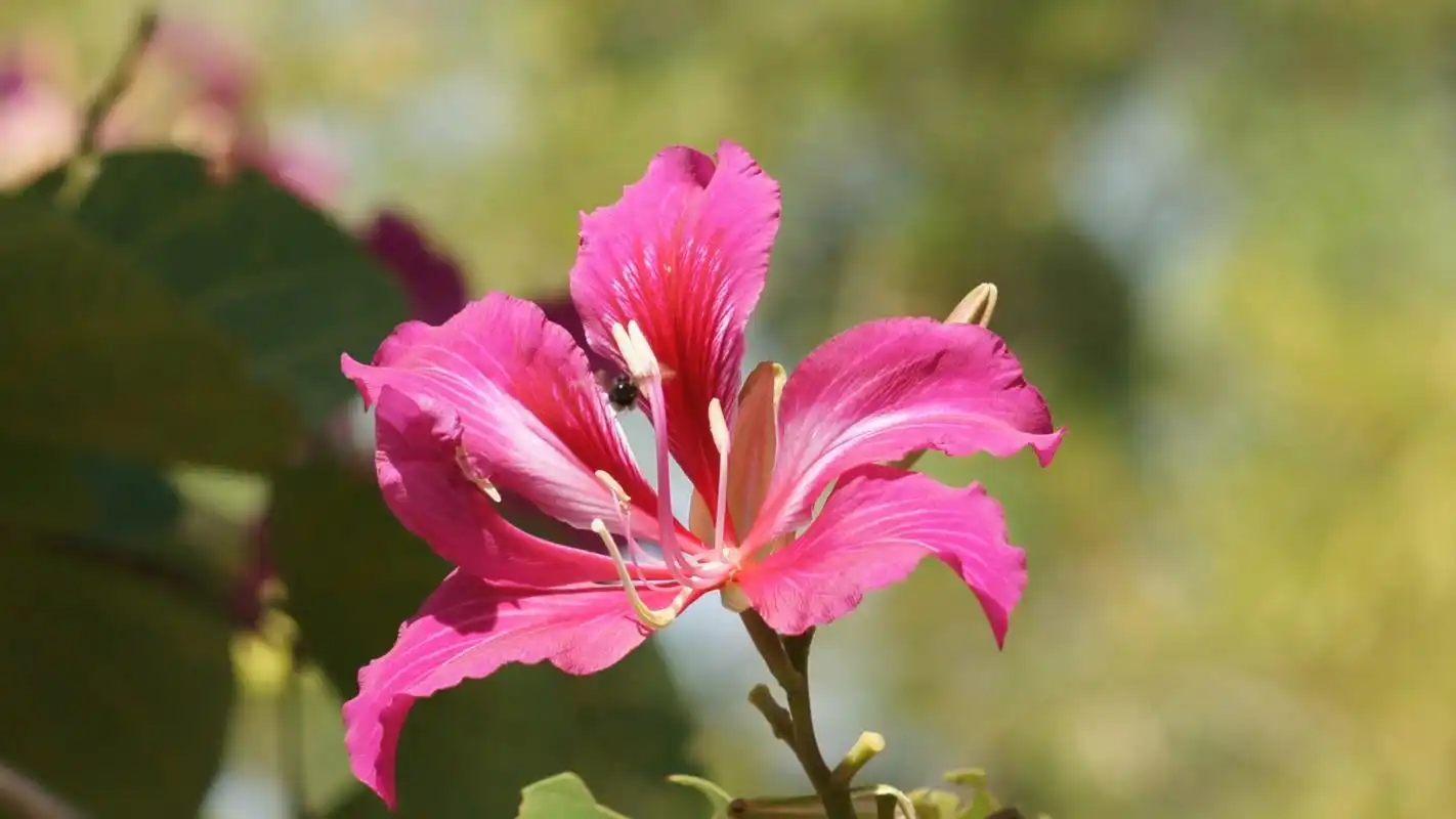清新迷人花朵图片壁纸大全高清大图预览1920x1080_植物壁纸下载_美桌