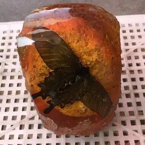 琥珀标本蝴蝶图片