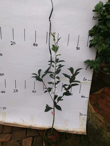 楚碟茶花盆栽树苗嫁接苗扦插苗云南茶花巨型花