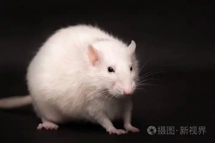 黑暗背景下的大白鼠