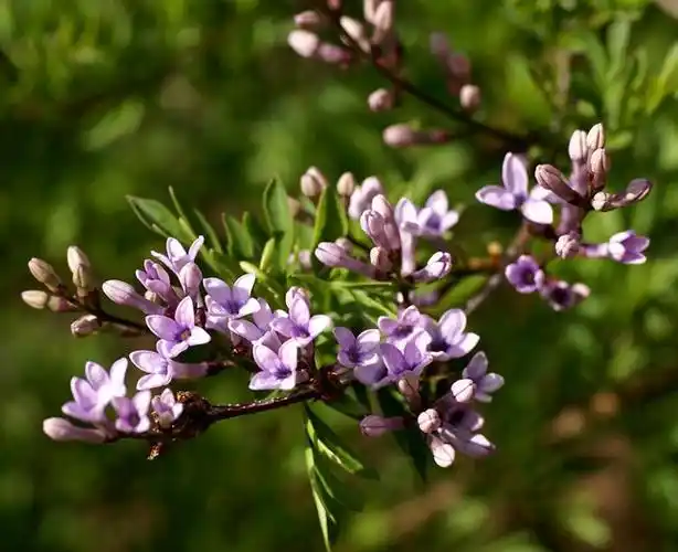 裂叶丁香词条图册_百度百科