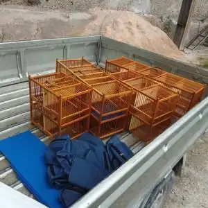 黄豆鸟鸟笼黄腾