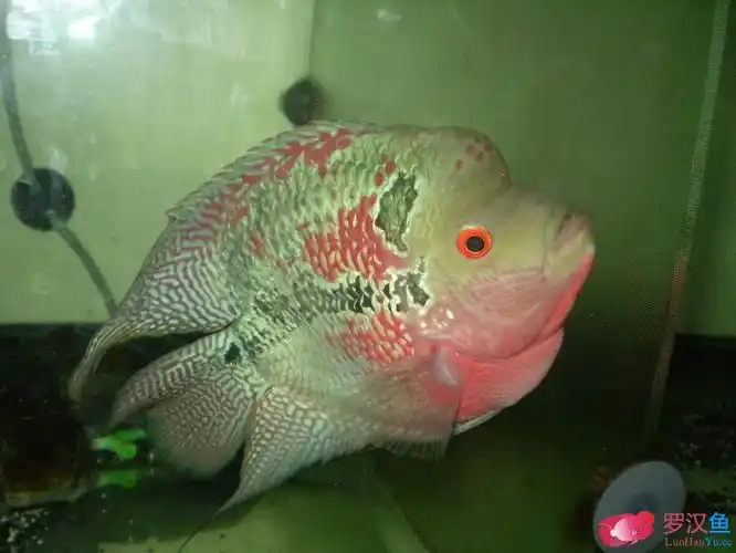 罗汉鱼中的可爱元宝