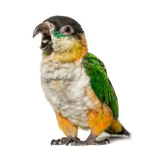 黑的-脱帽致意鹦鹉开幕嘴,隔离的照片