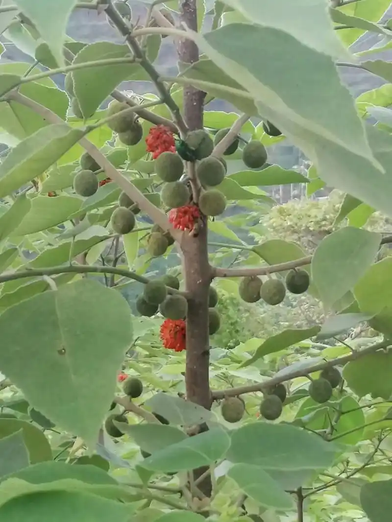 构树果的规格和质量标准,圆叶子的树接的果实,只要果实,掰开里 - 抖音