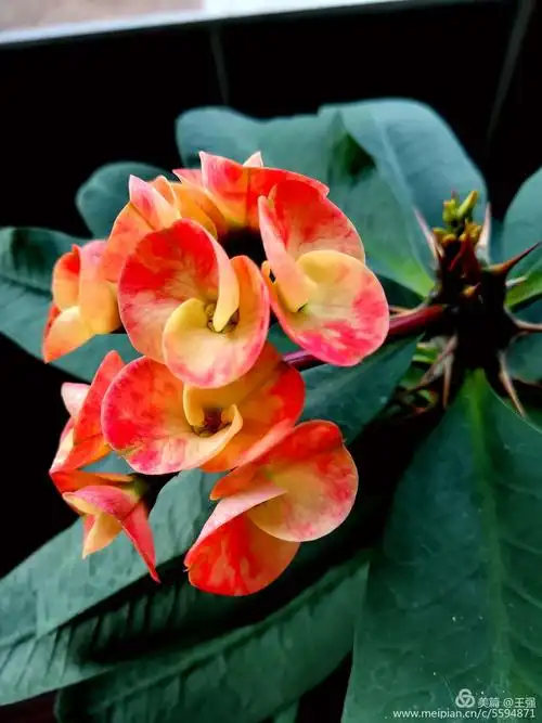 家中养花铁海棠(虎刺梅).摄影制作:王强(2019.1.10)