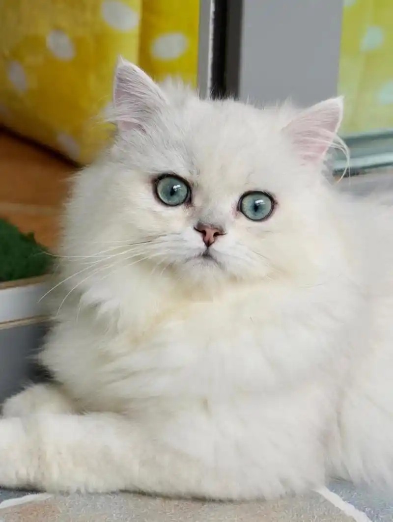 毛色:金吉拉猫的毛色可以分为金色,白色,鼠灰色和银色渐层猫.