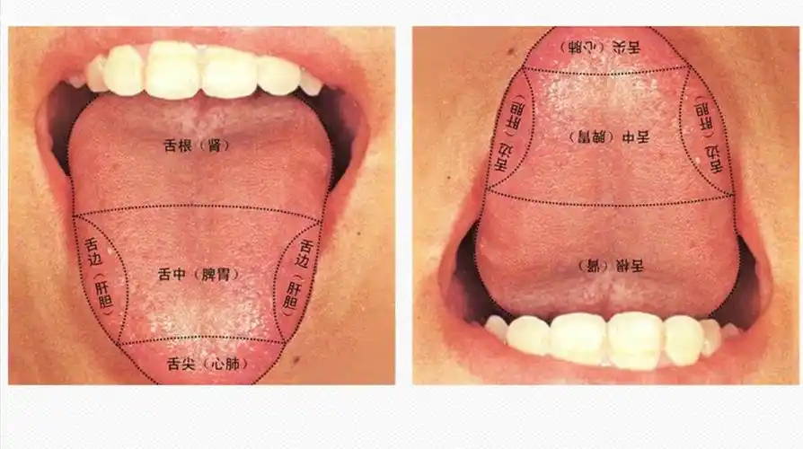 五脏六腑好不好,全都写在舌头上!4个位置教你轻松破解健康密码