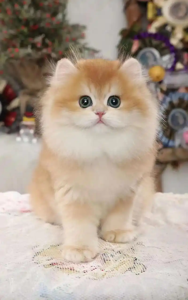 赛级长毛金渐层ny12色