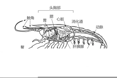 五亿年前的超长大虾仁有被诱惑到