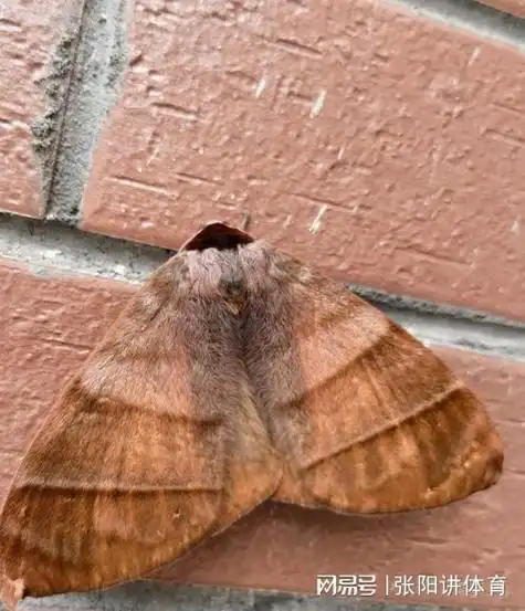 家里频繁出现飞蛾可能暗示着什么