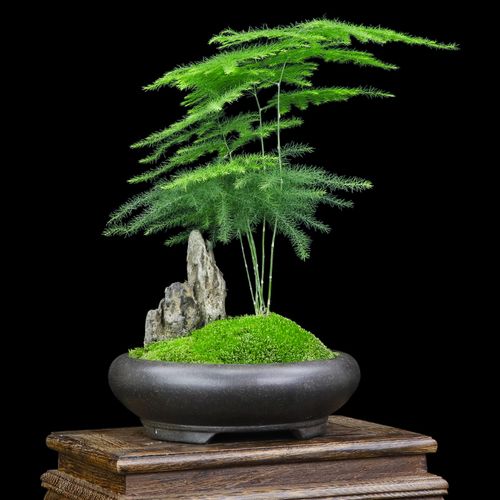 盆景文竹山水造型室内绿植禅意盆栽净化空气观赏绿植