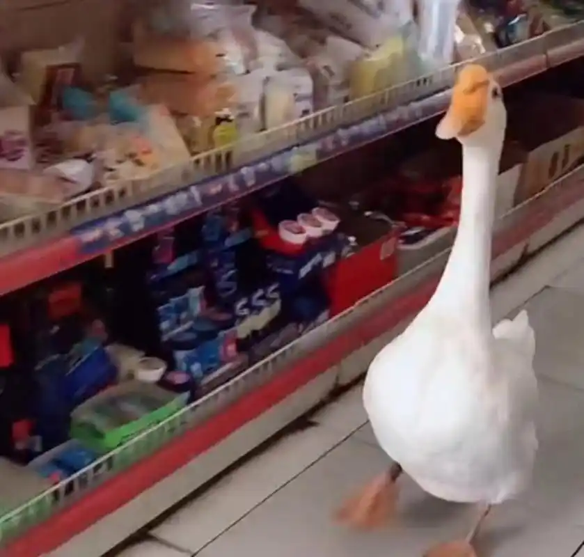 大鹅逛超市,哈哈哈,太搞笑了[笑哭][笑哭]