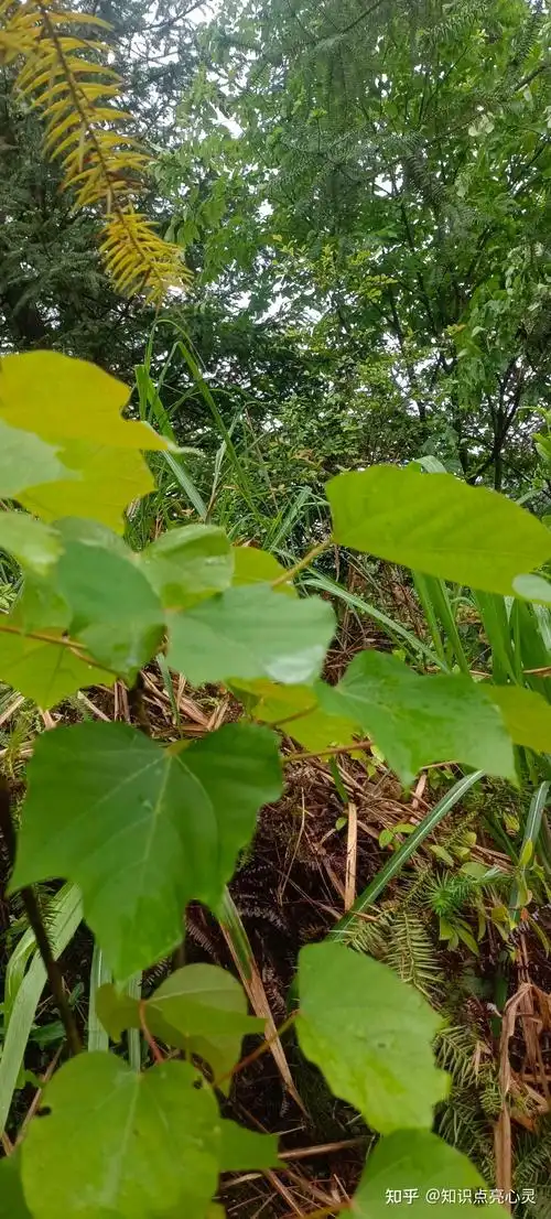 039 油桐 桐子树