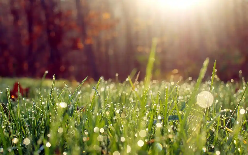 夏天早晨的露珠唯美风景壁纸,高清图片,电脑桌面-壁纸族