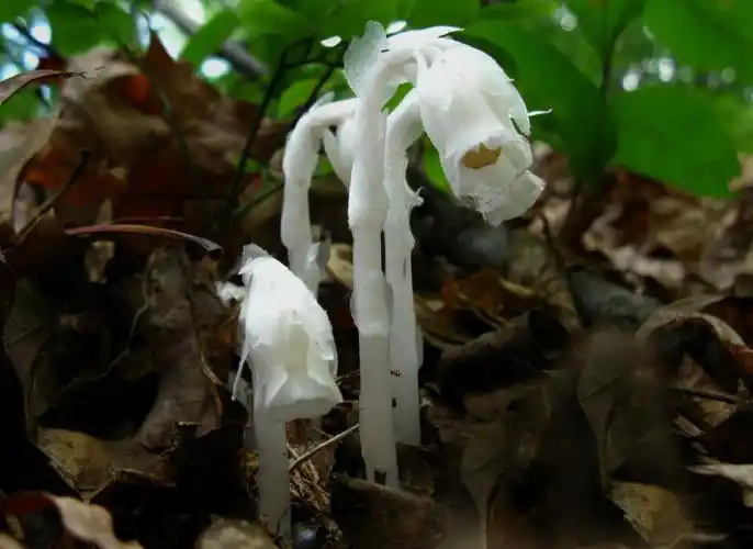 水晶兰图片和介绍