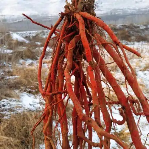 现挖新鲜野生丹参条整棵中药材紫丹参血参根丹参1斤装 2斤鲜丹参