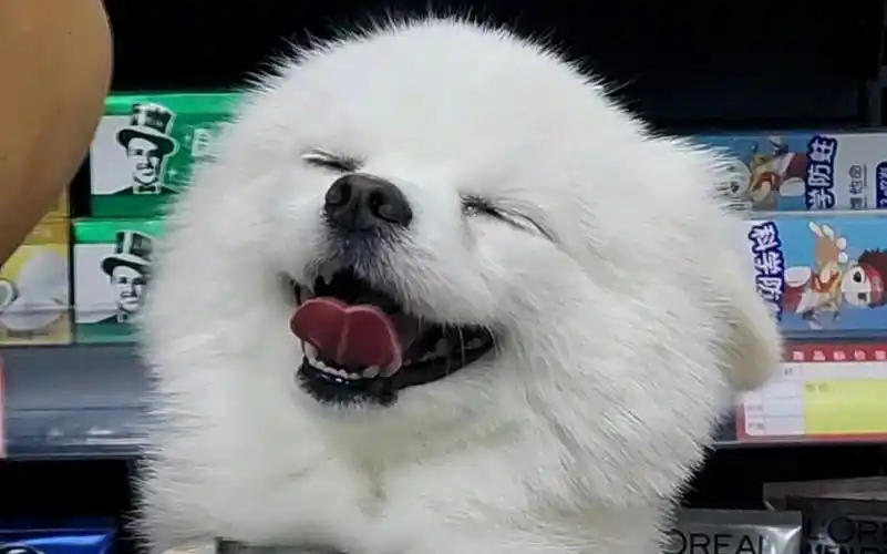 像小浣熊的小白狗!憨憨的好可爱