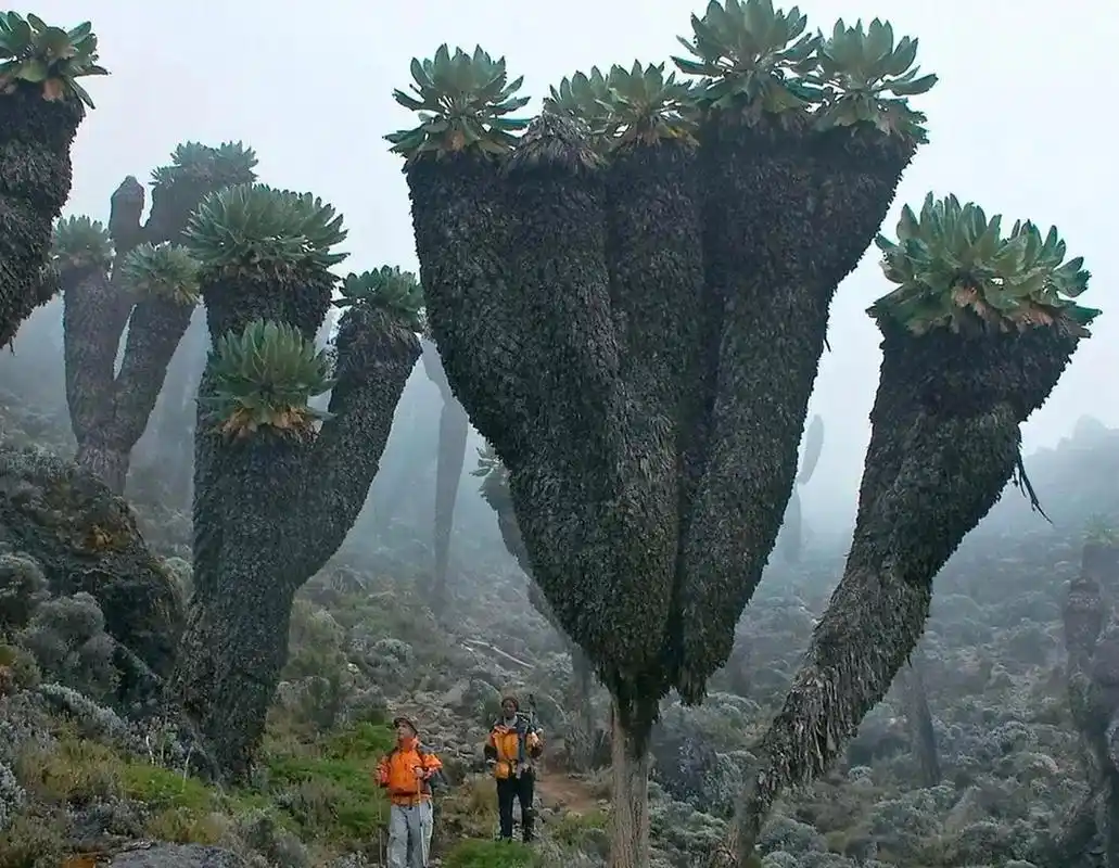那些奇奇怪怪的树.
