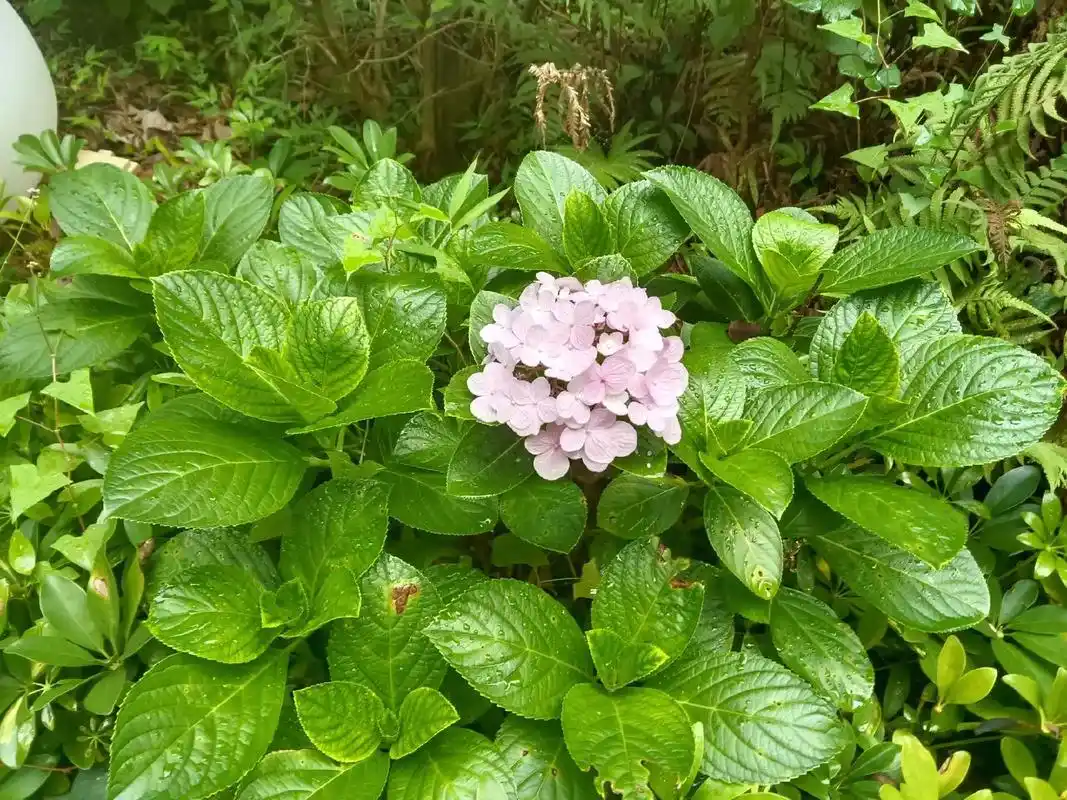 绣球花簇玉团团,翠叶琼葩秀色攒.  绣球,又称八仙花 - 抖音