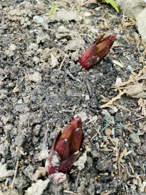 香水百合出芽咯