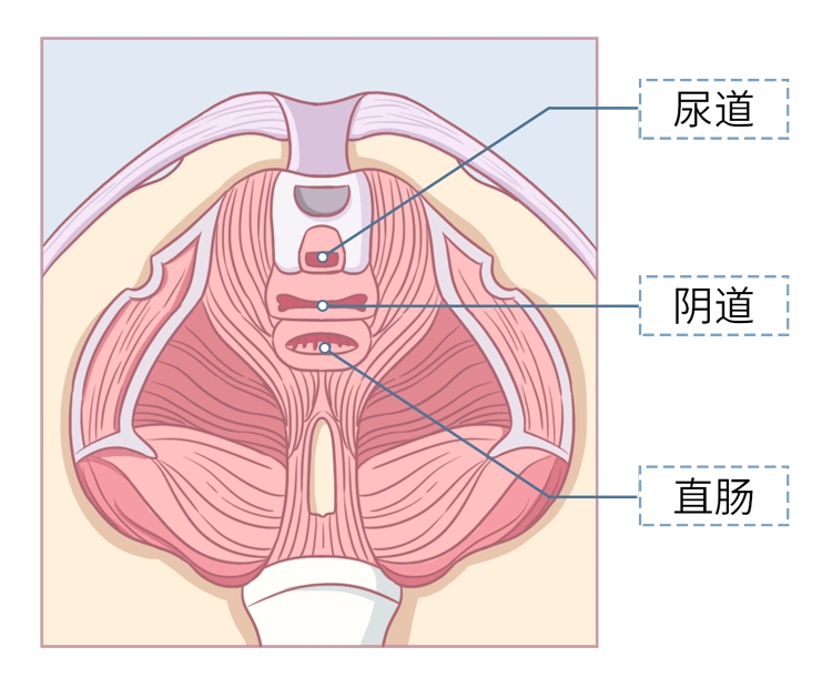 留意一下尿道,阴道,直肠的顺序大家就会明白这样擦屁屁可以减少细菌