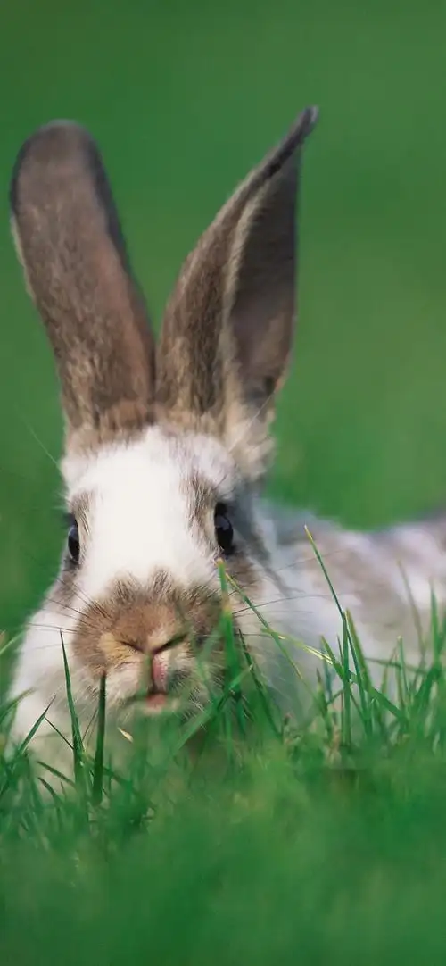 兔子绿草野生动物iphone壁纸
