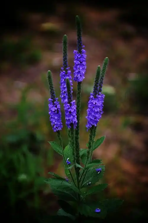 假马鞭(马鞭草科)
