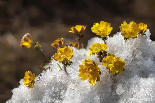 长白雪莲(冰凌花)