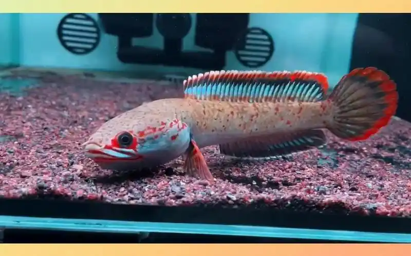 雷龙鱼介绍之小型雷龙:常见的小型雷龙有哪些?