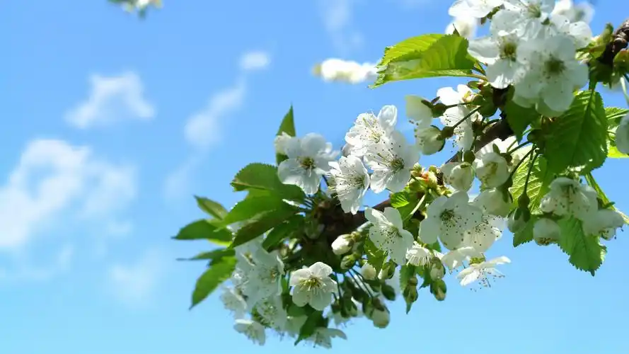 唯美春天樱花清新高清桌面壁纸-植物壁纸-壁纸下载-美桌网