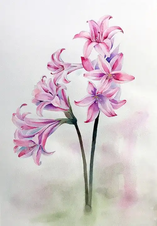 水彩花卉粉百合