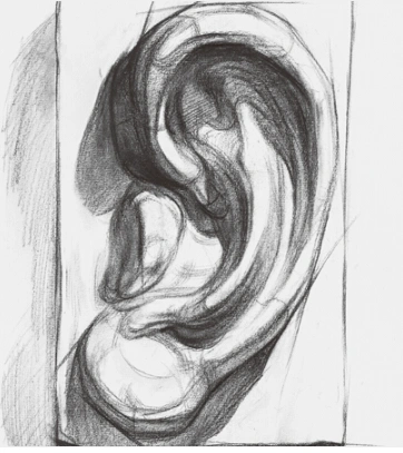 主页 素描人物 五官素描解构石膏五官耳朵的画法.
