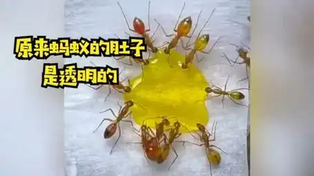 五颜六色的蚂蚁你有见过吗?