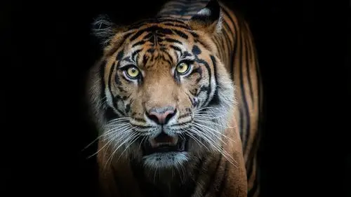 老虎正面图神色黑背景