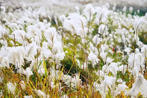 芦花飞舞,遇见最美的自己