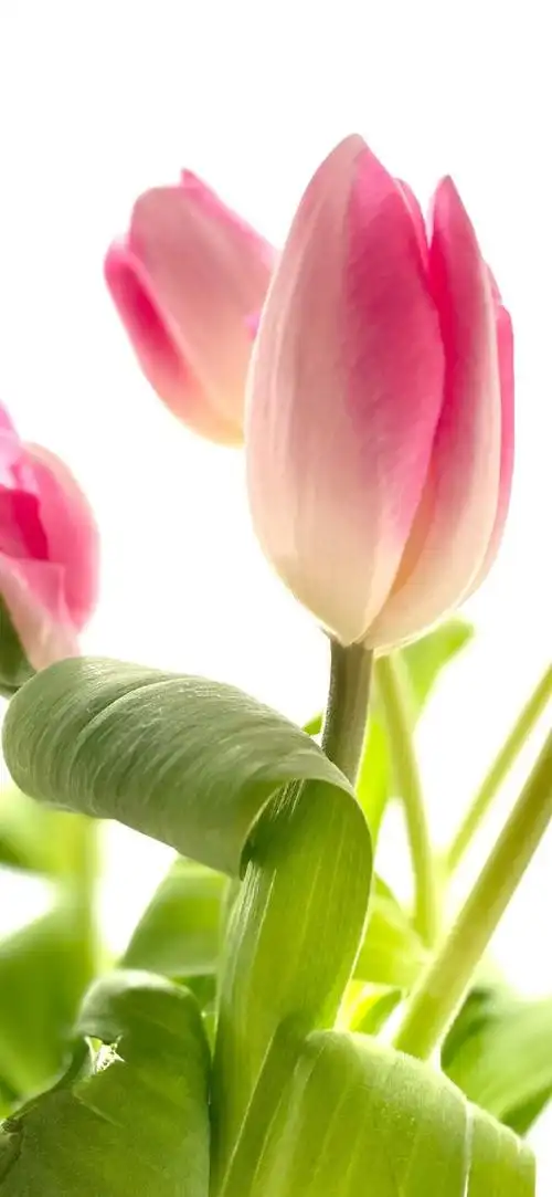 壁纸#花卉壁纸03夏天荷花超美超仙气