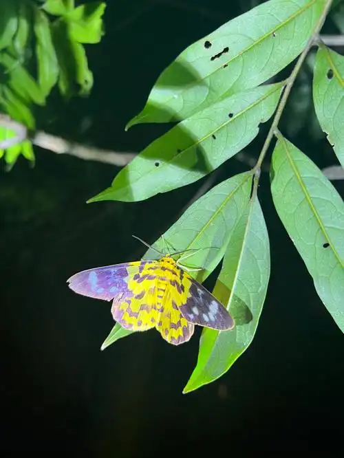 自然昆虫小知识豹尺蛾