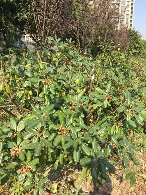 这是什么树?这种果实有何作用,红色的仔都是油油的?